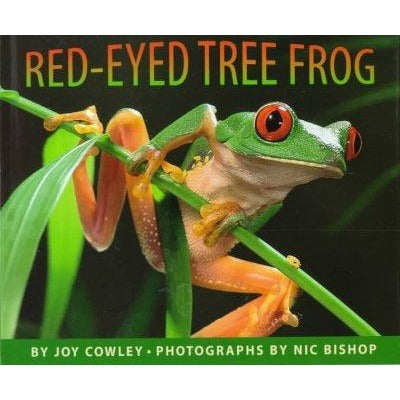 The Red-Eyed Tree Frog
