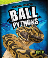 Ball Pythons (Amazing Snakes!)