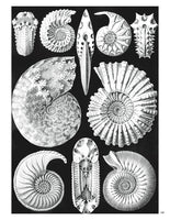 Ernst Haeckel: Art Forms in Nature Coloring Book